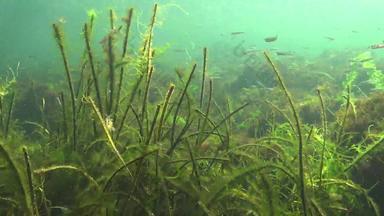 海藻排泄泡沫氧气水曝气